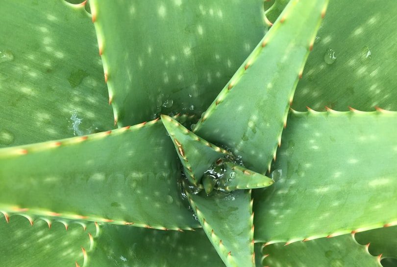 Aloe Vera plant